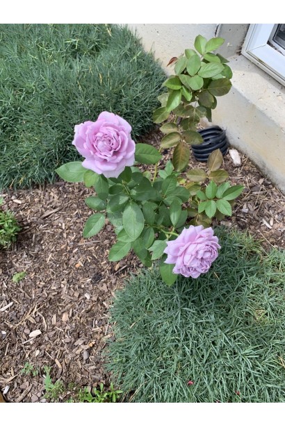 Молодой куст розы Новалис на клумбе